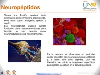 “Educación para todos con calidad global”
FI-GQ-OCMC-004-015 V. 000-27-08-2011
Neuropéptidos
Tienen una función cerebral tanto
estimulante como inhibidora, produciendo,
entre otras cosas: analgesia, apetito, y
sueño.
Los neuropéptidos pueden ejercer
funciones como neurotransmisores pero
también se han descrito como
neuromoduladores y/o neurohormonas.
En la neurona se almacenan en vesículas
donde coexisten con neurotransmisores clásicos
y, a veces, con otros péptidos. Una vez
liberados, se unirán a receptores específicos
para ejercer su acción en la célula receptora.
 