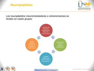 “Educación para todos con calidad global”
FI-GQ-OCMC-004-015 V. 000-27-08-2011
Neuropéptidos
Factores de
liberación
hipotalámicos
(TRH, CRF,
somatostatina)
Péptidos del
aparato
digestivo
(sustancia P)
Péptidos
hipofisiarios
(ACTH, oxitocin
a, prolactina,...)
Grupo
ecléptico
(endorfinas,
encefalinas,
angiotesina II)
Los neuropéptidos (neuromoduladores o cotransmisores) se
dividen en cuatro grupos:
 