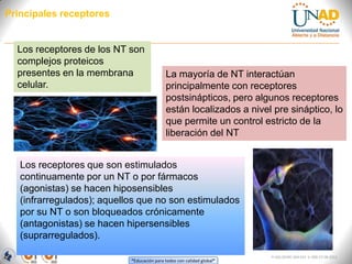 “Educación para todos con calidad global”
FI-GQ-OCMC-004-015 V. 000-27-08-2011
Principales receptores
La mayoría de NT interactúan
principalmente con receptores
postsinápticos, pero algunos receptores
están localizados a nivel pre sináptico, lo
que permite un control estricto de la
liberación del NT
Los receptores de los NT son
complejos proteicos
presentes en la membrana
celular.
Los receptores que son estimulados
continuamente por un NT o por fármacos
(agonistas) se hacen hiposensibles
(infrarregulados); aquellos que no son estimulados
por su NT o son bloqueados crónicamente
(antagonistas) se hacen hipersensibles
(suprarregulados).
 