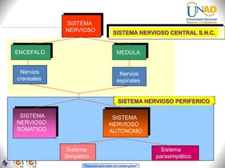 “Educación para todos con calidad global”
SISTEMA
NERVIOSO
ENCEFALO MEDULA
Nervios
craneales
Nervios
espinales
SISTEMA
NERVIOSO
SOMATICO
SISTEMA
NERVIOSO
AUTONOMO
Sistema
Simpático
Sistema
parasimpático
SISTEMA NERVIOSO CENTRAL S.N.C.
SISTEMA NERVIOSO PERIFERICO
 