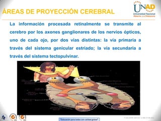 “Educación para todos con calidad global”
FI-GQ-OCMC-004-015 V. 000-27-08-2011
ÁREAS DE PROYECCIÓN CEREBRAL
La información procesada retinalmente se transmite al
cerebro por los axones ganglionares de los nervios ópticos,
uno de cada ojo, por dos vías distintas: la vía primaria a
través del sistema genicular estriado; la vía secundaria a
través del sistema tectopulvinar.
 