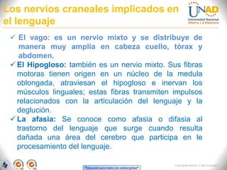 “Educación para todos con calidad global”
FI-GQ-OCMC-004-015 V. 000-27-08-2011
Los nervios craneales implicados en
el lenguaje
 El vago: es un nervio mixto y se distribuye de
manera muy amplia en cabeza cuello, tórax y
abdomen.
 El Hipogloso: también es un nervio mixto. Sus fibras
motoras tienen origen en un núcleo de la medula
oblongada, atraviesan el hipogloso e inervan los
músculos linguales; estas fibras transmiten impulsos
relacionados con la articulación del lenguaje y la
deglución.
 La afasia: Se conoce como afasia o difasia al
trastorno del lenguaje que surge cuando resulta
dañada una área del cerebro que participa en le
procesamiento del lenguaje.
 