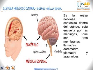 “Educación para todos con calidad global”
Es la masa
nerviosa
contenida dentro
del cráneo. esta
envuelta por las
meninges, que
son tres
membranas
llamadas:
duramadre,
piamadre y
aracnoides.
 
