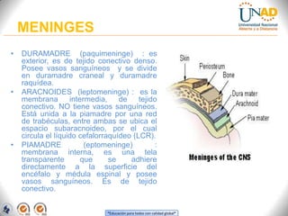 “Educación para todos con calidad global”
MENINGES
• DURAMADRE (paquimeninge) : es
exterior, es de tejido conectivo denso.
Posee vasos sanguíneos y se divide
en duramadre craneal y duramadre
raquídea.
• ARACNOIDES (leptomeninge) : es la
membrana intermedia, de tejido
conectivo. NO tiene vasos sanguíneos.
Está unida a la piamadre por una red
de trabéculas, entre ambas se ubica el
espacio subaracnoideo, por el cual
circula el líquido cefalorraquídeo (LCR).
• PIAMADRE (eptomeninge) :
membrana interna, es una tela
transparente que se adhiere
directamente a la superficie del
encéfalo y médula espinal y posee
vasos sanguíneos. Es de tejido
conectivo.
 
