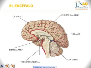 “Educación para todos con calidad global”
EL ENCÉFALO
CUERPO CALLOSO
TÁLAMO
HIPOTÁLAMO
CEREBRO
TRONCO CEREBRAL
CEREBELO
 