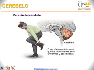 “Educación para todos con calidad global”
CEREBELO
 