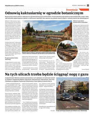 NR 39 (59) – PAŹDZIERNIK 2021
#BądźBezpiecznyWeWrocławiu 7
Inwestycje
Uwaga kierowcy! Wkrótce zostanie wprowadzony ruch uspokojony na wybranych ulicach
na osiedlach: Powstańców Śląskich, Kleczkowie, Sołtysowicach, Polanowicach, Psim Polu-
-Zawidawiu czy Gądowie-Popowicach Południowych. Koszt zadania to ponad milion zł.
– Projekt ma poprawić bezpieczeń-
stwo użytkowników ruchu. O jego
uspokojenie wnioskowali miesz-
kańcy oraz kierownictwo placówek
opiekuńczo-wychowawczych –
tłumaczy Ewa Mazur ze ZDiUM.
Prace na ulicach: Sztabowej, Zakła-
dowej, Redyckiej, Starościńskiej,
Odolanowskiej, Pretficza, Dawida
i Kłodnickiej potrwają przez trzy
miesiące, chociaż pierwsze zmia-
ny już wdrożono na ul. Sztabowej,
gdzie obowiązuje tymczasowy za-
kaz postoju na potrzeby drogowców.
Ulica Sztabowa (na odcinku od Ga-
jowickiej do Powstańców Śląskich)
zostanie objęta strefą tempo 30,
czyli ograniczenie prędkości wy-
niesie 30 km/h. Ponadto, skrzyżo-
wania z wszystkimi przecznicami
staną się równorzędne. Powstaną
azyle dla pieszych, zwężenia w ob-
rębie wlotów ulic poprzecznych,
a także zostanie uporządkowane
parkowanie. Strefa tempo 30 po-
jawi się jeszcze w tym roku także
na ul. Pretficza, gdzie też będzie
azyl dla pieszych i wyspy zwężające
szerokość jezdni, a parkowanie zo-
stanie uporządkowane.
– Na ul. Dawida przy skrzyżowa-
niu z Gajową powstanie minirondo,
a także wyspy i azyle dla pieszych.
Na Kłodnickiej, między Małopa-
newską a Kwiską, przy skrzyżo-
waniu ze Stobrawską i przedszkolu
Bajka, powstanie próg spowalnia-
jący. Zawężenia jezdni uspokoją
dodatkowo ruch na przejściu przy
kościele – wyjaśnia Ewa Mazur.
Na Redyckiej i Starościńskiej po-
jawią się ograniczenia prędkości
do 40 km/h, azyle dla pieszych,
progi spowalniające, a na skrzy-
żowaniach z przecznicami skrzy-
żowanie dróg będzie równorzędne.
Z kolei na ul. Zakładowej powstaną
wyniesione przejście z przejazdem
rowerowym między sięgaczem
Zakładowej a Słonimskiego i progi
spowalniające.
Wszystkie prace mają zakończyć się
w ciągu trzech miesięcy.
Piotr Bera
Na tych ulicach trzeba będzie ściągnąć nogę z gazu
Rozpoczął się remont szklarni i kaktusiarni w ogrodzie botanicznym we Wrocławiu. Prace budowlane poprzedziła przeprowadzka kilku tysięcy roślin.
Jeśli wszystko pójdzie zgodnie z planem, to pod koniec maja 2022 roku zakończy się budowa nowych szklarni i zostaną otwarte dla odwiedzających.
Szklarnie i kaktusiarnia w ogro-
dzie botanicznym we Wrocławiu
od lat nadawały się do remontu.
Kaktusiarnia powstała w drugiej
połowie XIX wieku, w latach 50.
została odbudowana po wojen-
nych zniszczeniach, lecz dzisiaj
nie spełnia już norm niezbędnych
do uprawy roślin. Podobnie było
ze szklarniami (w tym szklarnią
pomocniczą), w których rosły su-
kulenty z Meksyku i Afryki, one
także wymagały gruntownej mo-
dernizacji.
Kolekcja kaktusów i sukulentów
ogrodu botanicznego jest jedną
z większych i cenniejszych w Pol-
sce. To głównie rośliny z obsza-
rów Ameryk i Afryki. Wiele z nich
to gatunki zagrożone, objęte
konwencją o międzynarodowym
handlu dzikimi zwierzętami i ro-
ślinami gatunków zagrożonych
wyginięciem CITES.
Przeprowadzka fotela
teściowej
Przygotowania do remontu obej-
mowały m.in. przenosiny kilku
tysięcy roślin. Część z nich ro-
śnie w donicach, lecz wiele było
w gruncie, te należało zabezpie-
czyć przed chłodem i nadmierną
wilgotnością. Wśród najstarszych
okazów jest ponad 60-letnia
opuncja, kolumnowe gatunki z ro-
dzaju Cereus, ginący Cephalocere-
us senilis (głowa starca) oraz oka-
zy Echinocactus grusonii, która
nazywana jest fotelem teściowej.
– Rośliny bardzo dobrze zniosły
przeprowadzkę – zapewnia prof.
Zygmunt Kącki, dyrektor ogrodu
botanicznego we Wrocławiu.
Prace budowlane są już za-
awansowane. – Rozebrano trzy
szklarnie główne i szklarnię po-
mocniczą. Zachowane zostały
ich elementy zabytkowe, będą
odrestaurowane i wrócą na swo-
je miejsce – zapowiada dyrektor
ogro-
d u b o -
t a n i c z n e -
go. – Teraz trwają prace przy
wylewaniu fundamentów. Jeśli
wszystko pójdzie zgodnie z pla-
nem, to pod koniec maja szklar-
nie będą gotowe do użytku.
Remont pod okiem
konserwatora zabytków
W szklarniach wykorzystane bę-
dzie szkło o niskiej przepuszczal-
ności, to ograniczy ubytki ciepła.
Zainstalowany zostanie nowy
system ogrzewania, dotychcza-
sowy często się psuł i był mało
wydajny. W kaktusiarni – poza
gruntowną modernizacją kon-
strukcji, będzie nowe podłoże.
I w tym przypadku zachowano
zabytkowe elementy budowli.
Zresztą remont realizowany jest
pod nadzorem specjalistów
z biura miejskiego kon-
serwatora zabytków, bo
obszar całego ogro-
du botanicznego jest
w rejestrze zabytków.
– Na remont i  mo-
dernizację szklarni
i  kaktusiarni wyda-
my ponad 4 miliony zł,
z czego blisko 3,5 miliona
zł pochodzi z budżetu Naro-
dowego Funduszu Ochrony Śro-
dowiska, a reszta z kasy Uniwer-
sytetu Wrocławskiego i ogrodu
botanicznego – mówi prof. Zyg-
munt Kącki.
Tomasz Wysocki
Odnowią kaktusiarnię w ogrodzie botanicznym
TOMASZ
HOŁOD
Progi zwalniające pojawiły się niedawno na ul. Świdnickiej
Budowa nowych szklarni i kaktusiarni będzie kosztowała ponad
4 mln zł. Sezon na zwiedzanie ogrodu kończy się 31 października
TOMASZ
HOŁOD
 