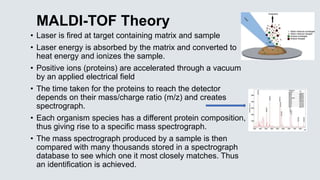 MALDI-TOF Theory
• Laser is fired at target containing matrix and sample
• Laser energy is absorbed by the matrix and converted to
heat energy and ionizes the sample.
• Positive ions (proteins) are accelerated through a vacuum
by an applied electrical field
• The time taken for the proteins to reach the detector
depends on their mass/charge ratio (m/z) and creates
spectrograph.
• Each organism species has a different protein composition,
thus giving rise to a specific mass spectrograph.
• The mass spectrograph produced by a sample is then
compared with many thousands stored in a spectrograph
database to see which one it most closely matches. Thus
an identification is achieved.
 