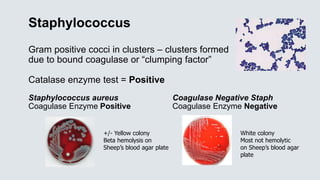 Staphylococcus
Gram positive cocci in clusters – clusters formed
due to bound coagulase or “clumping factor”
Catalase enzyme test = Positive
Staphylococcus aureus Coagulase Negative Staph
Coagulase Enzyme Positive Coagulase Enzyme Negative
+/- Yellow colony
Beta hemolysis on
Sheep’s blood agar plate
White colony
Most not hemolytic
on Sheep’s blood agar
plate
 