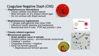 • Staphylococcus hemolyticus
• Cause catheter line related sepsis
• Beta hemolytic on 5% sheep’s blood agar
• Do not confuse with Staph aureus!
• Staphylococcus lugdunensis
• ? greater pathogenicity than other CNS
• Infections mostly abscess and bacteremia
• Biochemical test of note: PYR test positive = pink
• Closely related organism:
• Micrococcus species
• Gram positive cocci in tetrads
• Mustard yellow colony – environmental contaminate
• Catalase = positive
• Coagulase enzyme = negative
• Does not ferment glucose
• Staphylococcus ferment glucose
Neg Pos
PYR Test
Coagulase Negative Staph (CNS)
 