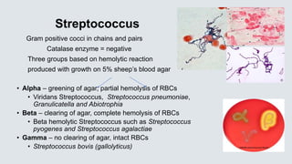 Streptococcus
Gram positive cocci in chains and pairs
Catalase enzyme = negative
Three groups based on hemolytic reaction
produced with growth on 5% sheep’s blood agar
• Alpha – greening of agar, partial hemolysis of RBCs
• Viridans Streptococcus, Streptococcus pneumoniae,
Granulicatella and Abiotrophia
• Beta – clearing of agar, complete hemolysis of RBCs
• Beta hemolytic Streptococcus such as Streptococcus
pyogenes and Streptococcus agalactiae
• Gamma – no clearing of agar, intact RBCs
• Streptococcus bovis (gallolyticus)
 
