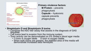 • Streptolysin O and Streptolysin S toxins
• Comprise the ASO titer assay that assists in the diagnosis of GAS
sequelae
• Cell toxins lead to evasion from the immune system
• Toxin activity can be demonstrated on 5% Sheep’s blood agar media
• O toxin is oxygen labile S toxin is oxygen stable
• When both toxins are present, the stabbed area of the media will
demonstrate increased beta hemolysis.
Primary virulence factors:
M Protein – prevents
phagocytosis
Capsule – hyaluronic
capsule prevents
phagocytosis
 