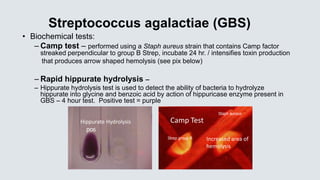 Streptococcus agalactiae (GBS)
• Biochemical tests:
– Camp test – performed using a Staph aureus strain that contains Camp factor
streaked perpendicular to group B Strep, incubate 24 hr. / intensifies toxin production
that produces arrow shaped hemolysis (see pix below)
– Rapid hippurate hydrolysis –
– Hippurate hydrolysis test is used to detect the ability of bacteria to hydrolyze
hippurate into glycine and benzoic acid by action of hippuricase enzyme present in
GBS – 4 hour test. Positive test = purple
pos
Staph aureus
Strep group B
Camp TestHippurate Hydrolysis
Increased area of
hemolysis
 