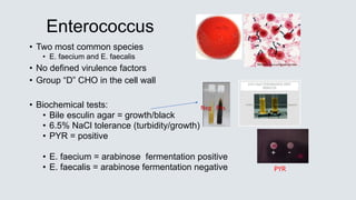 • Two most common species
• E. faecium and E. faecalis
• No defined virulence factors
• Group “D” CHO in the cell wall
• Biochemical tests:
• Bile esculin agar = growth/black
• 6.5% NaCl tolerance (turbidity/growth)
• PYR = positive
• E. faecium = arabinose fermentation positive
• E. faecalis = arabinose fermentation negative
Enterococcus
+ -
PYR
Neg Pos
 