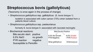 Streptococcus bovis (gallolyticus)
(Taxonomy is once again in the process of change)
• Streptococcus gallolyticus ssp. gallolyticus (S. bovis biotype 1)
Isolation is associated with colon cancer (73%) when isolated from a
patients blood culture
• Streptococcus gallolyticus ssp. pasteurianus
formerly S. bovis biotype II- associated with neonatal meningitis
• Biochemical reactions:
Bile esculin slant positive
6.5% NaCl no growth
PYR reaction negative
Susceptible to Penicillin
Bile Esculin Positive
6.5% No Growth 6.5% Growth
PYR Negative PYR Positive
Strep gallolyticus Enterococcus
 