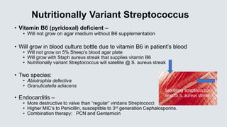 Nutritionally Variant Streptococcus
• Vitamin B6 (pyridoxal) deficient –
• Will not grow on agar medium without B6 supplementation
• Will grow in blood culture bottle due to vitamin B6 in patient’s blood
• Will not grow on 5% Sheep’s blood agar plate
• Will grow with Staph aureus streak that supplies vitamin B6
• Nutritionally variant Streptococcus will satellite @ S. aureus streak
• Two species:
• Abiotrophia defectiva
• Granulicatella adiacens
• Endocarditis –
• More destructive to valve than “regular” viridans Streptococci
• Higher MIC’s to Penicillin, susceptible to 3rd generation Cephalosporins.
• Combination therapy: PCN and Gentamicin
Satelliting streptococcus
next to S. aureus streak
 