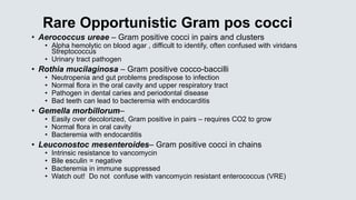 Rare Opportunistic Gram pos cocci
• Aerococcus ureae – Gram positive cocci in pairs and clusters
• Alpha hemolytic on blood agar , difficult to identify, often confused with viridans
Streptococcus
• Urinary tract pathogen
• Rothia mucilaginosa – Gram positive cocco-baccilli
• Neutropenia and gut problems predispose to infection
• Normal flora in the oral cavity and upper respiratory tract
• Pathogen in dental caries and periodontal disease
• Bad teeth can lead to bacteremia with endocarditis
• Gemella morbillorum–
• Easily over decolorized, Gram positive in pairs – requires CO2 to grow
• Normal flora in oral cavity
• Bacteremia with endocarditis
• Leuconostoc mesenteroides– Gram positive cocci in chains
• Intrinsic resistance to vancomycin
• Bile esculin = negative
• Bacteremia in immune suppressed
• Watch out! Do not confuse with vancomycin resistant enterococcus (VRE)
 