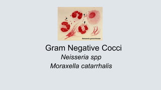 Gram Negative Cocci
Neisseria spp
Moraxella catarrhalis
 