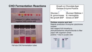 CHO Fermentation Reactions
Compare (+) yellow reactions to
negative (red) control well
+
+ +
Oxidase enzyme spot test:
Detects production of enzyme cytochrome
oxidase
Add reagent N,N trimethyl-p-
phenylenediamine dihydrochloride to filter
paper with organism smear
positive = blue to purple color
control
Full size CHO fermentation tubes
Growth on Chocolate Agar
Oxidase Enzyme Positive
Glucose + Glucose+/Maltose +
N. gonorrhoeae N. meningitidis
No growth BAP Grows on BAP
 