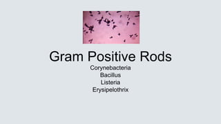 Gram Positive Rods
Corynebacteria
Bacillus
Listeria
Erysipelothrix
 