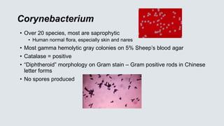 Corynebacterium
• Over 20 species, most are saprophytic
• Human normal flora, especially skin and nares
• Most gamma hemolytic gray colonies on 5% Sheep’s blood agar
• Catalase = positive
• “Diphtheroid” morphology on Gram stain – Gram positive rods in Chinese
letter forms
• No spores produced
 