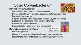 Other Corynebacterium
• Corynebacterium jeikeium –
• Normal skin flora bacteria / thrives on lipid
• Infects patients with indwelling plastic catheters and devices
leading to bacteremia
• Biofilms are formed on the plastic surface, layers are formed
protecting the organism from antibiotic therapy
• Resistant to most antibiotics
• Susceptible to vancomycin and tetracycline
• Corynebacterium urealyticum –
• Urease = positive
• Cause of urinary tract infection in post renal transplants
• Resistant to many antibiotics but vancomycin susceptible
Red is (+) for
Urease reaction +
 