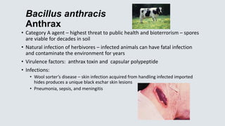 Bacillus anthracis
Anthrax
• Category A agent – highest threat to public health and bioterrorism – spores
are viable for decades in soil
• Natural infection of herbivores – infected animals can have fatal infection
and contaminate the environment for years
• Virulence factors: anthrax toxin and capsular polypeptide
• Infections:
• Wool sorter’s disease – skin infection acquired from handling infected imported
hides produces a unique black eschar skin lesions
• Pneumonia, sepsis, and meningitis
 