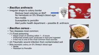 • Bacillus anthracis
• Irregular shape to colony border
Medusa head colonies on BAP
No hemolysis on 5% Sheep’s blood agar
Non-motile
Susceptible to penicillin
Alert public health department – possible B. anthracis
• Bacillus cereus –
• Two diseases most common:
• (1) Food poisoning
• Rapid onset of vomiting within 1 – 6 hours
• Preformed emetic toxin produced in food and ingested
• Fried rice is one of the most common food sources
• (2) Traumatic wound infection from contaminated soil
• Beta hemolytic colony on 5% Sheep’s blood agar
• Motile
• Resistant to Penicillin
 