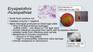 Erysipelothrix
rhusiopathiae
• Small Gram positive rod
• Catalase enzyme = negative
• Alpha hemolysis produced on blood agar plate
• Only G+R that produces hydrogen
sulfide (H2S) - can detect on TSI agar slant
– Human infections acquired from swine with Erysipelas infection
– Isolated rarely from infections post cat bite
– Bacteremia in humans uncommon
• Occurs in IV drug addict
• High % endocarditis /extensive valve damage
– Intrinsic resistance to Vancomycin
H2S production on
Triple sugar iron agar (TSI)
Erysipelas – lacy skin
lesions of swine
 