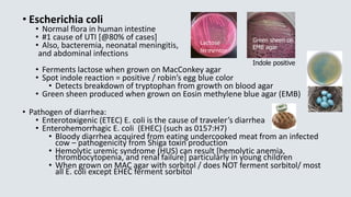 • Escherichia coli
• Normal flora in human intestine
• #1 cause of UTI [@80% of cases]
• Also, bacteremia, neonatal meningitis,
and abdominal infections
• Ferments lactose when grown on MacConkey agar
• Spot indole reaction = positive / robin’s egg blue color
• Detects breakdown of tryptophan from growth on blood agar
• Green sheen produced when grown on Eosin methylene blue agar (EMB)
• Pathogen of diarrhea:
• Enterotoxigenic (ETEC) E. coli is the cause of traveler’s diarrhea
• Enterohemorrhagic E. coli (EHEC) (such as 0157:H7)
• Bloody diarrhea acquired from eating undercooked meat from an infected
cow – pathogenicity from Shiga toxin production
• Hemolytic uremic syndrome (HUS) can result [hemolytic anemia,
thrombocytopenia, and renal failure] particularly in young children
• When grown on MAC agar with sorbitol / does NOT ferment sorbitol/ most
all E. coli except EHEC ferment sorbitol
Green sheen on
EMB agar
Indole positive
Lactose
fermentor
 