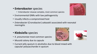 • Enterobacter species
• Enterobacter cloacae complex, most common species
• Environmental GNRs with low pathogenicity
• Usually infects a compromised host
• Enterobacter (Cronobacter) sakazakii associated with neonatal
meningitis
• Klebsiella species
• K. pneumoniae most common species
• Mucoid colony due to capsule
• Currant jelly sputum in alcoholics due to blood mixed with
capsular polysaccharide in sputum
 