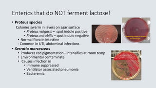 Enterics that do NOT ferment lactose!
• Proteus species
Colonies swarm in layers on agar surface
• Proteus vulgaris – spot indole positive
• Proteus mirabilis – spot indole negative
• Normal flora in intestine
- Common in UTI, abdominal infections
• Serratia marcescens
• Produces red pigmentation - intensifies at room temp
• Environmental contaminate
• Causes infection in
• Immune suppressed
• Ventilator associated pneumonia
• Bacteremia
 