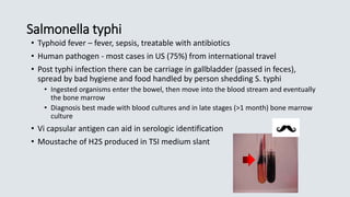 Salmonella typhi
• Typhoid fever – fever, sepsis, treatable with antibiotics
• Human pathogen - most cases in US (75%) from international travel
• Post typhi infection there can be carriage in gallbladder (passed in feces),
spread by bad hygiene and food handled by person shedding S. typhi
• Ingested organisms enter the bowel, then move into the blood stream and eventually
the bone marrow
• Diagnosis best made with blood cultures and in late stages (>1 month) bone marrow
culture
• Vi capsular antigen can aid in serologic identification
• Moustache of H2S produced in TSI medium slant
 