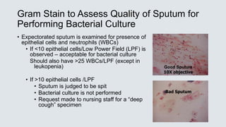 Gram Stain to Assess Quality of Sputum for
Performing Bacterial Culture
• Expectorated sputum is examined for presence of
epithelial cells and neutrophils (WBCs)
• If <10 epithelial cells/Low Power Field (LPF) is
observed – acceptable for bacterial culture
Should also have >25 WBCs/LPF (except in
leukopenia)
• If >10 epithelial cells /LPF
• Sputum is judged to be spit
• Bacterial culture is not performed
• Request made to nursing staff for a “deep
cough” specimen
Bad Sputum
Good Sputum
10X objective
 