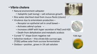 • Vibrio cholera
• Natural environment saltwater
• Halophilic (salt loving) – salt enhances growth
• Rice water diarrheal stool from mucus flecks (classic)
• Virulence due to enterotoxin production –
– Receptor on epithelial cell in small bowel –
– Activates adenyl cyclase –
– Increases cAMP with hyper secretion of NaCl and H20
– Death from dehydration and metabolic acidosis
• Curved “C” shape Gram negative rod
• Selective medium – thio citrate bile sucrose agar,
(TCBS) yellow color from sucrose fermentation
• Oxidase = positive , grows in 1% salt solution
TCBS Agar
 