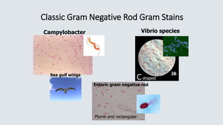 Classic Gram Negative Rod Gram Stains
Campylobacter Vibrio species
Enteric gram negative rod
Sea gull wings
C shaped
Plumb and rectangular
 