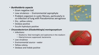 • Burkholderia cepacia
• Gram negative tod
• Low virulence – Environmental saprophyte
• Problem organism in cystic fibrosis, particularly in
co-infection of lung with Pseudomonas aeruginosa
• Dry , yellow colony
• Oxidase positive
• Esculin hydrolysis positive
• Chryseobacterium (Elizabethkingia) meningosepticum
• Infections:
• Newborns: fatal meningitis and septicemia in the newborn
• Elderly/immune suppressed: bacteremia
• Low virulence
• Environmental source – water
• Yellow colony,
• Oxidase and Indole positive
 