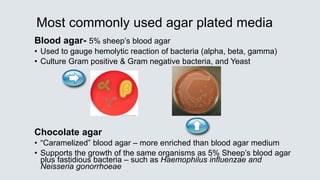 Most commonly used agar plated media
Blood agar- 5% sheep’s blood agar
• Used to gauge hemolytic reaction of bacteria (alpha, beta, gamma)
• Culture Gram positive & Gram negative bacteria, and Yeast
Chocolate agar
• “Caramelized” blood agar – more enriched than blood agar medium
• Supports the growth of the same organisms as 5% Sheep’s blood agar
plus fastidious bacteria – such as Haemophilus influenzae and
Neisseria gonorrhoeae
 