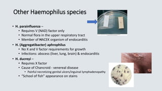 Other Haemophilus species
• H. parainfluenza –
• Requires V (NAD) factor only
• Normal flora in the upper respiratory tract
• Member of HACEK organism of endocarditis
• H. (Aggregatibacter) aphrophilus
• No X and V factor requirements for growth
• Infections: abscess (liver, lung, brain) & endocarditis
• H. ducreyi –
• Requires X factor
• Cause of Chancroid - venereal disease
• Painful necrotizing genital ulcers/inguinal lymphadenopathy
• “School of fish” appearance on stains
 