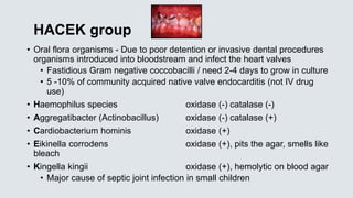 HACEK group
• Oral flora organisms - Due to poor detention or invasive dental procedures
organisms introduced into bloodstream and infect the heart valves
• Fastidious Gram negative coccobacilli / need 2-4 days to grow in culture
• 5 -10% of community acquired native valve endocarditis (not IV drug
use)
• Haemophilus species oxidase (-) catalase (-)
• Aggregatibacter (Actinobacillus) oxidase (-) catalase (+)
• Cardiobacterium hominis oxidase (+)
• Eikinella corrodens oxidase (+), pits the agar, smells like
bleach
• Kingella kingii oxidase (+), hemolytic on blood agar
• Major cause of septic joint infection in small children
 