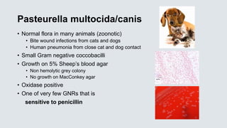Pasteurella multocida/canis
• Normal flora in many animals (zoonotic)
• Bite wound infections from cats and dogs
• Human pneumonia from close cat and dog contact
• Small Gram negative coccobacilli
• Growth on 5% Sheep’s blood agar
• Non hemolytic grey colony
• No growth on MacConkey agar
• Oxidase positive
• One of very few GNRs that is
sensitive to penicillin
 
