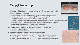 Campylobacter spp.
• C. jejuni – Diarrhea, common cause in US, bacteremia in HIV
and immune suppressed
• Ingestion of undercooked poultry / juice contaminating raw food
• Sea gull shaped, poorly staining Gram negative rod
• Culture requires selective blood agar with antibiotics / Campy-BAP, Skirrow’s BAP
• Incubate at 42˚C in microaerophilic atmosphere (high CO₂, low O₂)
• Sequelae - Significant % Guillain-Barre syndrome
• C fetus – Bacteremia in the immune suppressed host.
• Source cattle and sheep.
• Temperature tolerance aids in identification
C. jejuni – grows at 37˚C and 42˚ C, hippurate hydrolysis positive
C. fetus - grows at 37˚C and 25˚C hippurate hydrolysis negative
 