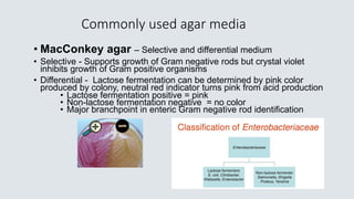 Commonly used agar media
• MacConkey agar – Selective and differential medium
• Selective - Supports growth of Gram negative rods but crystal violet
inhibits growth of Gram positive organisms
• Differential - Lactose fermentation can be determined by pink color
produced by colony, neutral red indicator turns pink from acid production
• Lactose fermentation positive = pink
• Non-lactose fermentation negative = no color
• Major branchpoint in enteric Gram negative rod identification
 