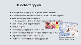 Helicobacter pylori
• Acute gastritis – % progress to gastric adenocarcinoma
• Human to human transmission/ fecal - oral route, poor hygiene
• Rapid and strong urease enzyme –
• Can be used for detection directly from gastric antrum biopsy tissue
• Small curved Gram negative bacilli
• Difficult to grow
• Stool antigen/diagnosis and test of cure
• Serum antibody detection obsolete/ not clinically useful
• Organism stained by silver stains in GI
• Treatment – Antibiotics and acidsuppression
Immunohistochemical
stain of gastric biopsy
 