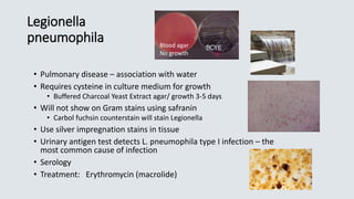 Legionella
pneumophila
• Pulmonary disease – association with water
• Requires cysteine in culture medium for growth
• Buffered Charcoal Yeast Extract agar/ growth 3-5 days
• Will not show on Gram stains using safranin
• Carbol fuchsin counterstain will stain Legionella
• Use silver impregnation stains in tissue
• Urinary antigen test detects L. pneumophila type I infection – the
most common cause of infection
• Serology
• Treatment: Erythromycin (macrolide)
BCYEBlood agar
No growth
 