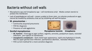 Bacteria without cell walls
• Mycoplasma spp and Ureaplasma spp – cell membranes only! Media contain sterols to
protect the membrane
• Lack of peptidoglycan cell wall – means unable to Gram stain, no colonies produced on agar,
cannot be treated by antibiotics that act by inhibiting cell wall formation
• M. pneumoniae –
• Community acquired pneumonia
• PCR for diagnosis
• Presence of cold agglutinins
• Genital mycoplasmas
• M. hominis – fried egg on agar surface, vaginitis, cervicitis, postpartum sepsis, neonatal
infections , pre rupture of membranes
• Ureaplasma urealyticum – Dark metal-type appearance, rapid urea hydrolysis in broth,
NGU & upper genital tract infection, spontaneous abortion, neonatal infections
• PCR current method for a more sensitive diagnosis
UreaplasmaMycoplasma hominis
 