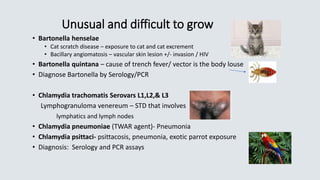 Unusual and difficult to grow
• Bartonella henselae
• Cat scratch disease – exposure to cat and cat excrement
• Bacillary angiomatosis – vascular skin lesion +/- invasion / HIV
• Bartonella quintana – cause of trench fever/ vector is the body louse
• Diagnose Bartonella by Serology/PCR
• Chlamydia trachomatis Serovars L1,L2,& L3
Lymphogranuloma venereum – STD that involves
lymphatics and lymph nodes
• Chlamydia pneumoniae (TWAR agent)- Pneumonia
• Chlamydia psittaci- psittacosis, pneumonia, exotic parrot exposure
• Diagnosis: Serology and PCR assays
 