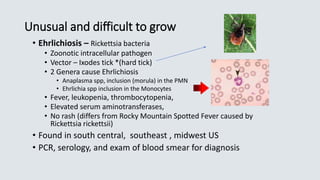 Unusual and difficult to grow
• Ehrlichiosis – Rickettsia bacteria
• Zoonotic intracellular pathogen
• Vector – Ixodes tick *(hard tick)
• 2 Genera cause Ehrlichiosis
• Anaplasma spp, inclusion (morula) in the PMN
• Ehrlichia spp inclusion in the Monocytes
• Fever, leukopenia, thrombocytopenia,
• Elevated serum aminotransferases,
• No rash (differs from Rocky Mountain Spotted Fever caused by
Rickettsia rickettsii)
• Found in south central, southeast , midwest US
• PCR, serology, and exam of blood smear for diagnosis
 