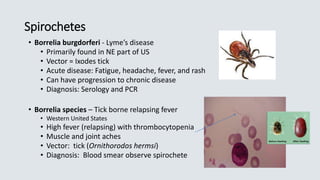 Spirochetes
• Borrelia burgdorferi - Lyme’s disease
• Primarily found in NE part of US
• Vector = Ixodes tick
• Acute disease: Fatigue, headache, fever, and rash
• Can have progression to chronic disease
• Diagnosis: Serology and PCR
• Borrelia species – Tick borne relapsing fever
• Western United States
• High fever (relapsing) with thrombocytopenia
• Muscle and joint aches
• Vector: tick (Ornithorodos hermsi)
• Diagnosis: Blood smear observe spirochete
 
