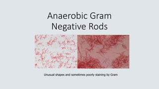 Anaerobic Gram
Negative Rods
Unusual shapes and sometimes poorly staining by Gram
 